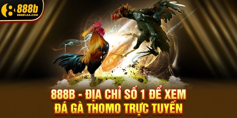 Đá Gà Thomo – Đấu Trường Huyền Thoại Đầy Kịch Tính Của Đông Nam Á